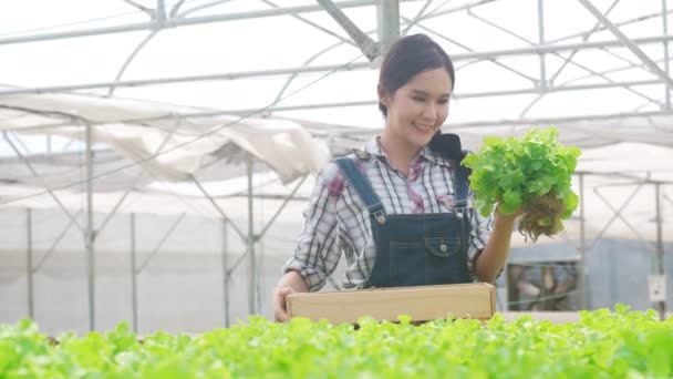 Cheerful young attractive Asia lady farmer harvesting green oak from hydroponics vegetable farm in greenhouse garden in the morning. Agriculture organic for health, Vegan food, Small business concept.