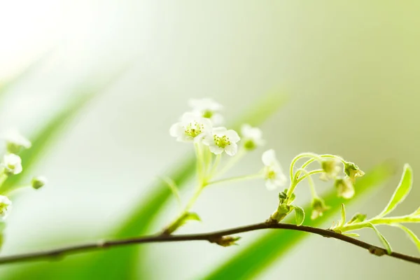 Close-up van kleine witte bloem op tak. Mooie Bokeh. Kopiëren van ruimte — Stockfoto