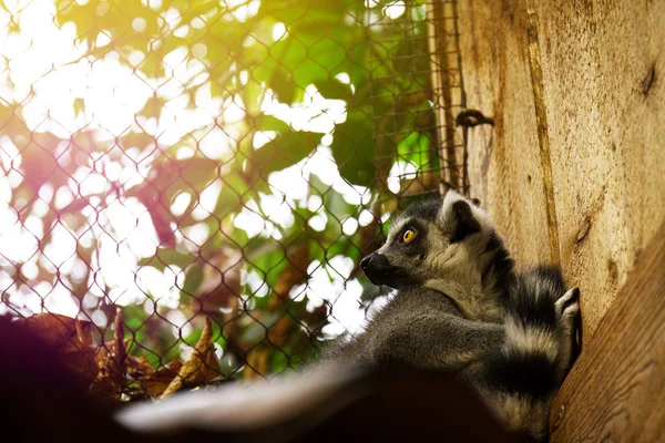 Kaunis lemur eläintarhassa. lähikuva-analyysi . — kuvapankkivalokuva
