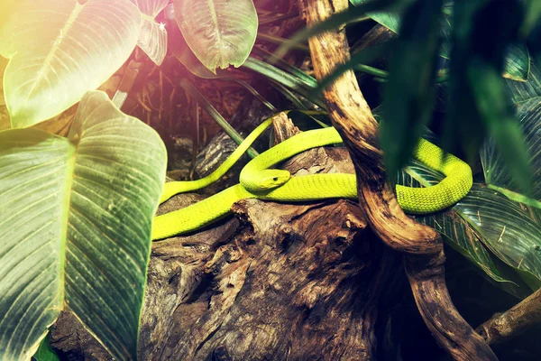 Wild green snake in wild nature forest jungle. Horizontal.