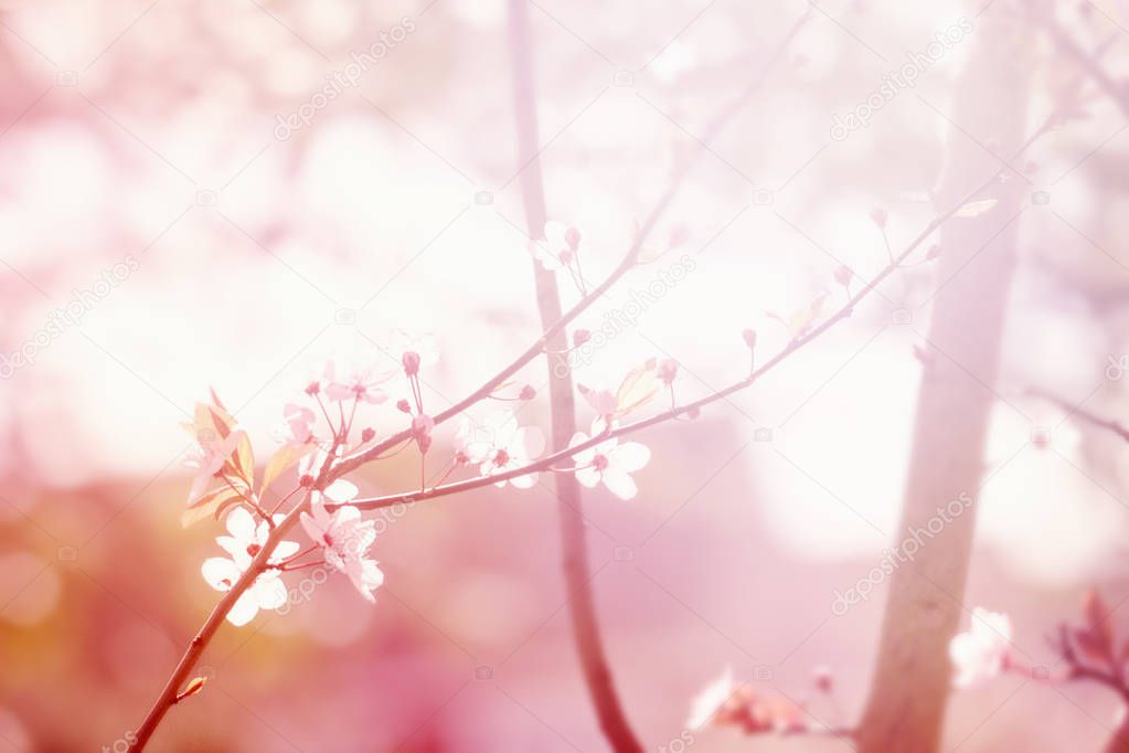 Beautiful colorful Flower Background Blur. Horizontal. Spring Concept