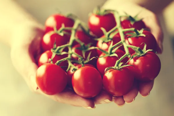 Cook contiene pomodorini freschi ciliegia. Primo piano. Cucina o cibo sano — Foto Stock
