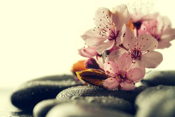 Mooie roze Spa bloemen op Spa Hot Stones op Water NAT achtergrond — Stockfoto