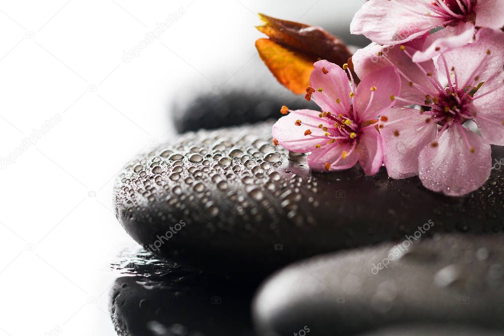Beautiful pink Spa Flowers on Spa Hot Stones on Water Wet Background