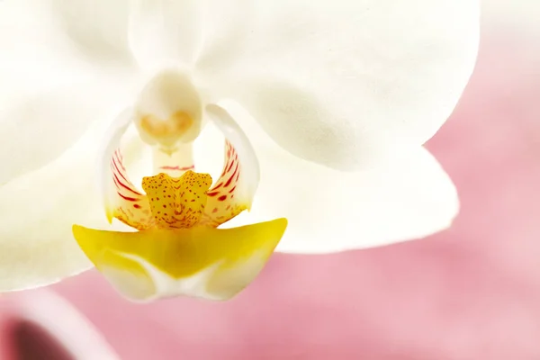Spa kavramı. Güzel beyaz orkide çiçek pembe mor zemin üzerine — Stok fotoğraf