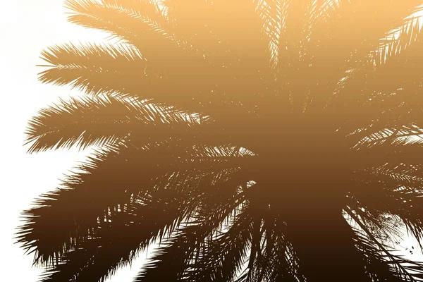 Silhueta colorida de palma bonita com gradiente de ouro . — Fotografia de Stock