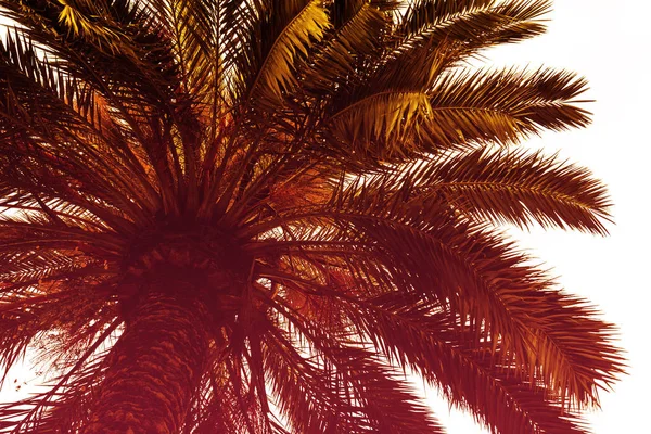 Hermosa palmera con rayo de luz día soleado. Tonificación. Concepto de vacaciones . — Foto de Stock
