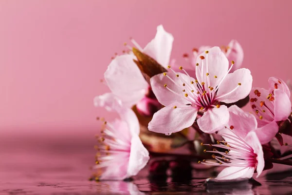 Spa natuur Concept. Close-up van de mooie roze paarse bloemen. — Stockfoto