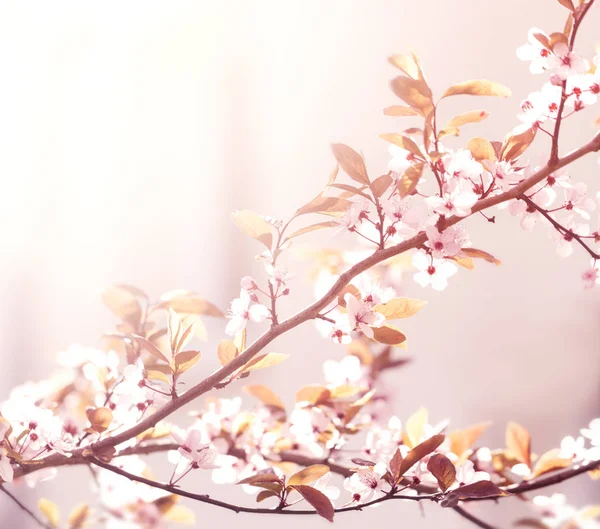 Mooie kleurrijke bloem achtergrond vervagen. Horizontaal. Lente. — Stockfoto