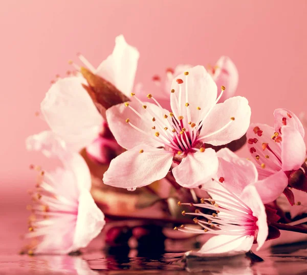 Spa natuur Concept. Close-up van de mooie roze paarse bloemen. — Stockfoto
