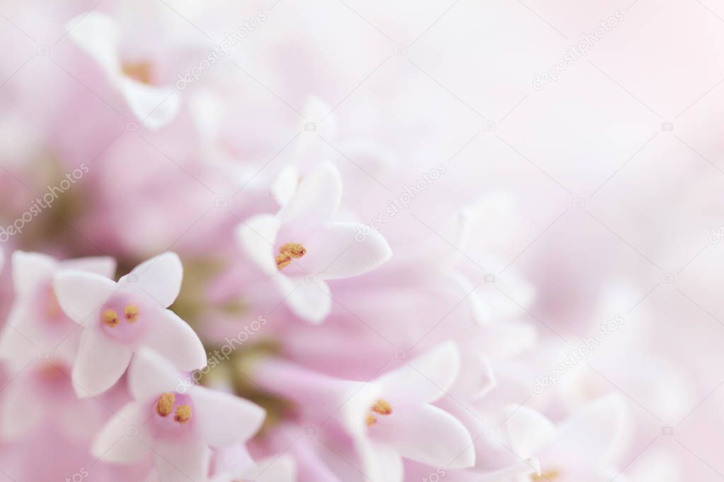 Beautiful tender gentle delicate flower background with small flowers