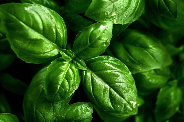 Primo piano di gustoso bel basilico. Focus selettivo . — Foto Stock