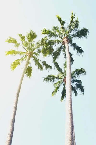 Concepto de vacaciones de verano. Hermosas palmeras en el cielo azul — Foto de Stock