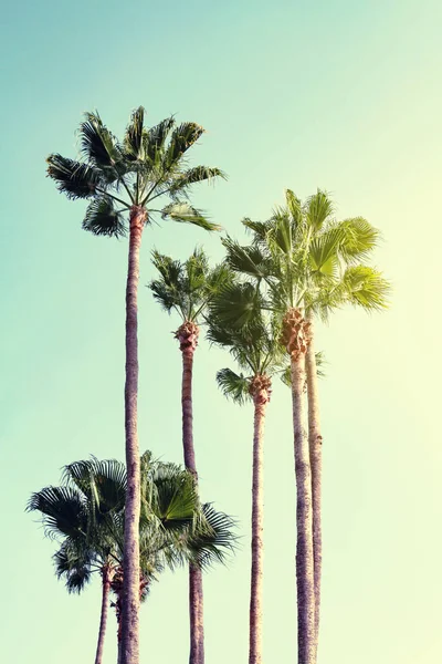 Concepto de vacaciones de verano. Hermosas palmeras en el fondo del cielo azul . — Foto de Stock