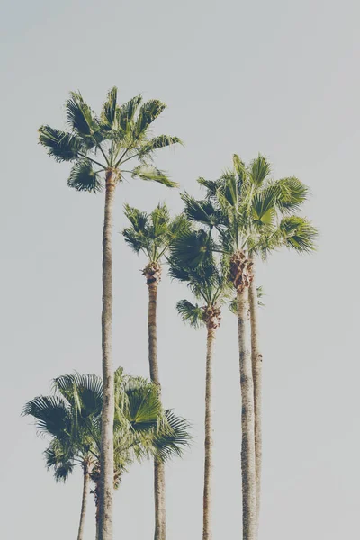 Summer Travel Vacation Concept. Beautiful Palms on Blue Sky Back — Stock Photo, Image