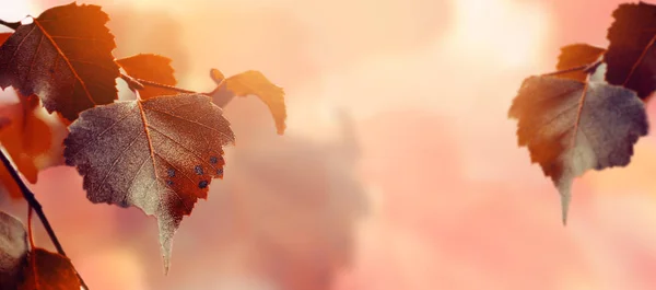 秋の赤い紅葉背景明るい昼光 — ストック写真