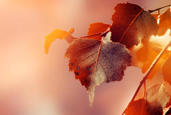 秋の赤い紅葉背景明るい昼光 — ストック写真