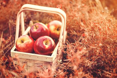 Taze lezzetli kırmızı elmalar kırmızı sonbahar arka plan üzerinde ahşap sepeti