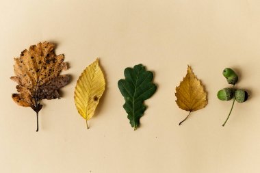 Pastel arka plan üzerinde güzel sonbahar yaprakları