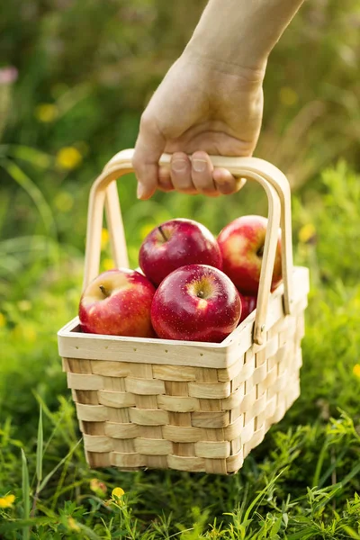 Taze kırmızı elma hasat Tortum ile ahşap sepeti tutan çiftçi