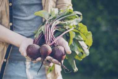Çiftçi yetişkin adam taze lezzetli Beetroots Bahçe sabah Holding