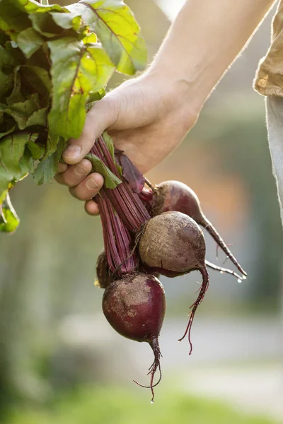 Çiftçi yetişkin adam taze lezzetli Beetroots Bahçe sabah Holding