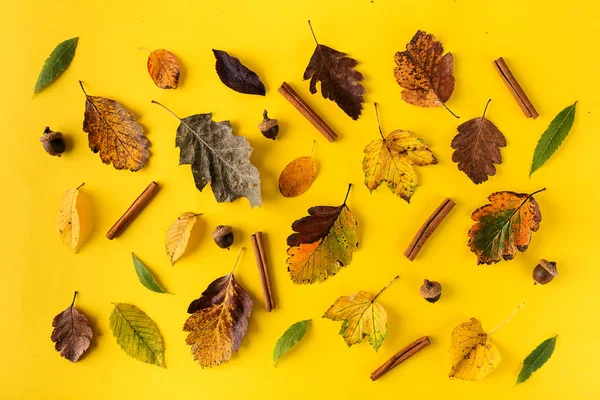 Composed leaves on orange background — Stock Photo, Image