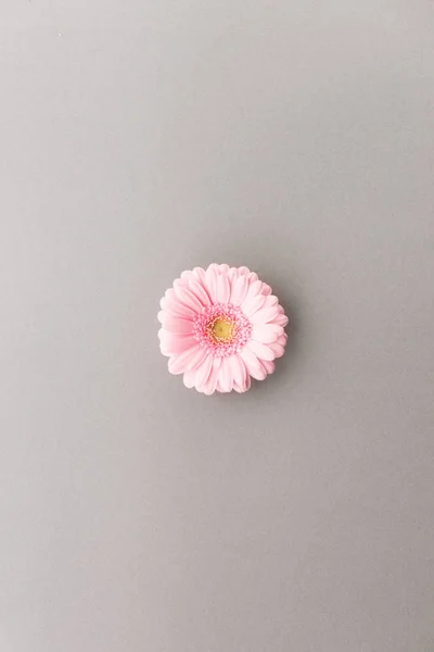 Above kleine roze bloem — Stockfoto