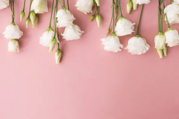 Białe kwiaty na różowym tle — Zdjęcie stockowe