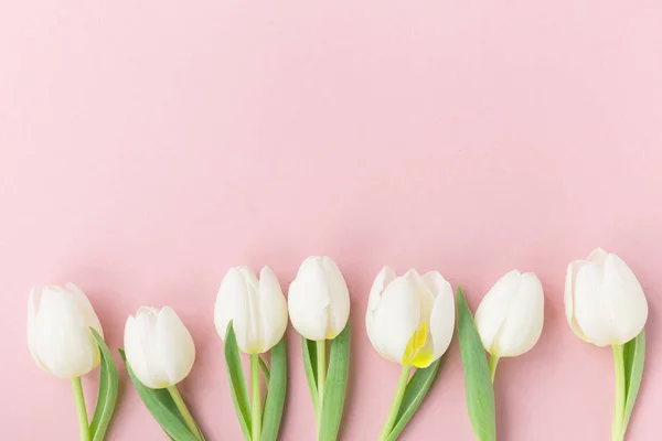 Tulipanes blancos sobre fondo rosa — Foto de Stock