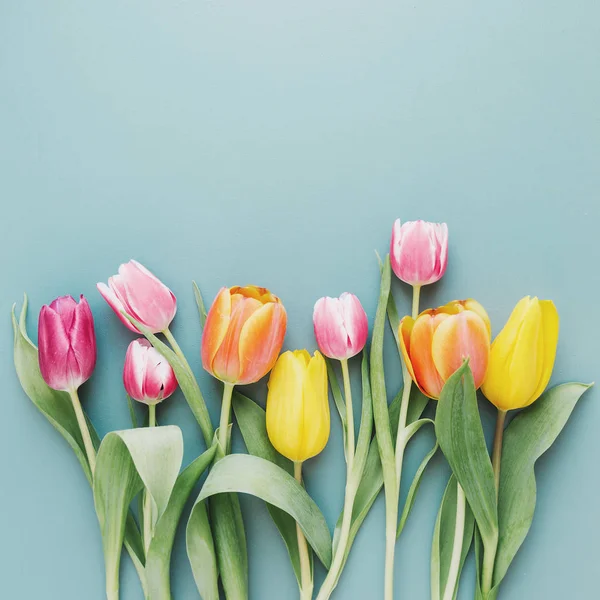 Beautiful blooming tulips on gray — Stock Photo, Image