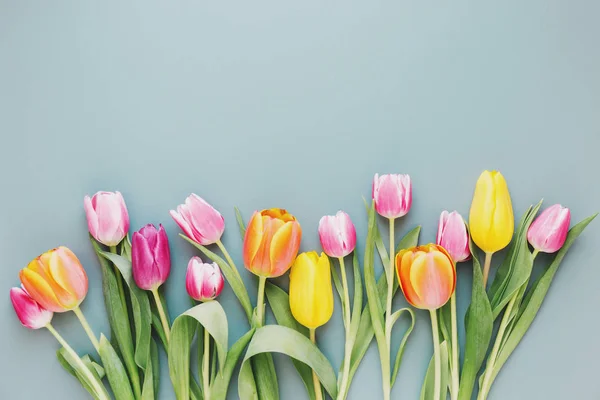 Fresh tulips on gray — Stock Photo, Image