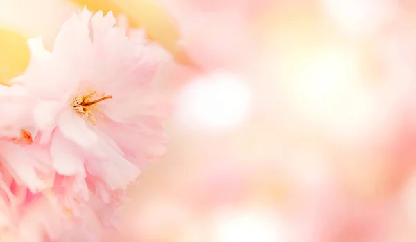 Mooie Tedere Pastel Roze Bloemen Onscherpe Achtergrond — Stockfoto