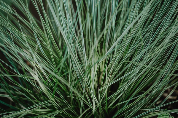 Βολή Closeup Της Τροπικά Πράσινα Φυτά Μακροεντολή Πυροβολισμό Καλοκαιρινό Φόντο — Φωτογραφία Αρχείου