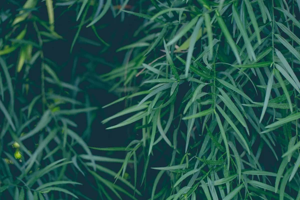 Closeup Βολή Του Μικρό Τροπικό Πράσινο Φύλλα Μακροεντολή Πυροβολισμό Καλοκαιρινό — Φωτογραφία Αρχείου