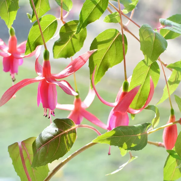 Fuchsia ดอกไม้บรันช์ — ภาพถ่ายสต็อก