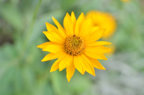 Yellow single flower — Stock Photo, Image