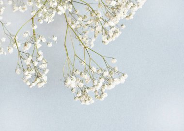 Gri bir arka plan üzerinde Gipsofilla çiçek şube