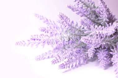 Lavanta çiçek şube