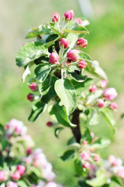 elma ağacı brunch tomurcukları ile