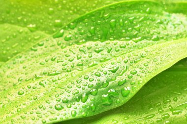 yeşil bitki yaprak yağmur sonra