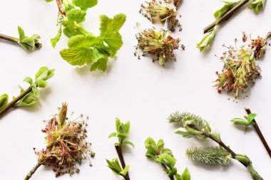 çeşitli ağaçlar bahar dalları