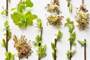 çeşitli ağaçlar bahar dalları