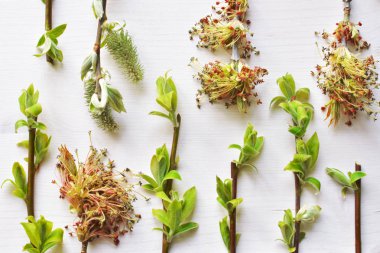 çeşitli ağaçlar bahar dalları