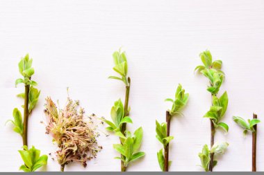 Arka planda genç ağaç dalları