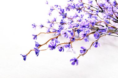 oryantal kiraz çiçeği