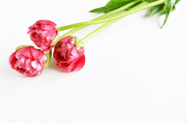 Tulipanes de felpa rosa — Foto de Stock