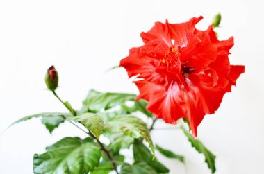 Kırmızı Hibiscus çiçek