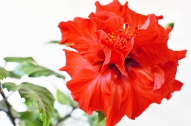 Hibiscus kırmızı çiçek çiçek