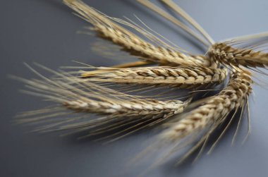 doğal kuyrukkakan arka plan